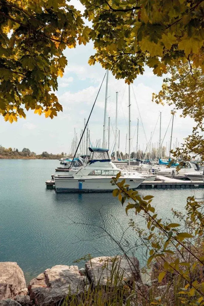 Sailboats moored in a marina framed by leafy branches