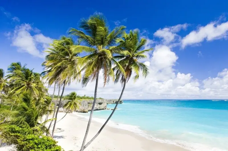 Palm trees beside a white-sand beach and turquoise water