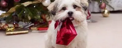 Small dog in a red bow tie near wrapped holiday gifts