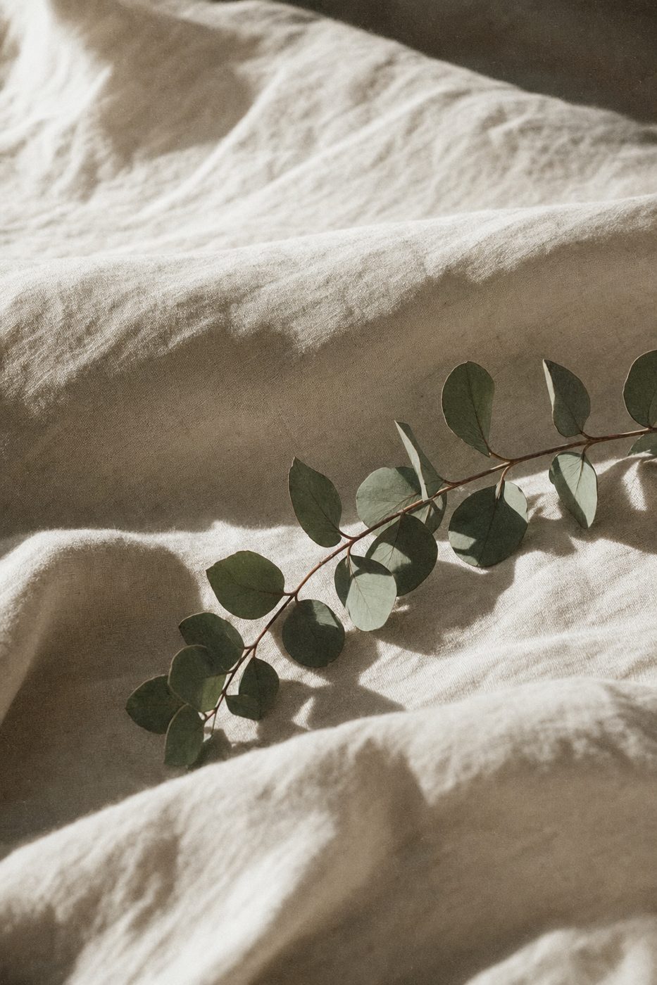 Rumpled cream linen sheets in morning light with a single eucalyptus sprig