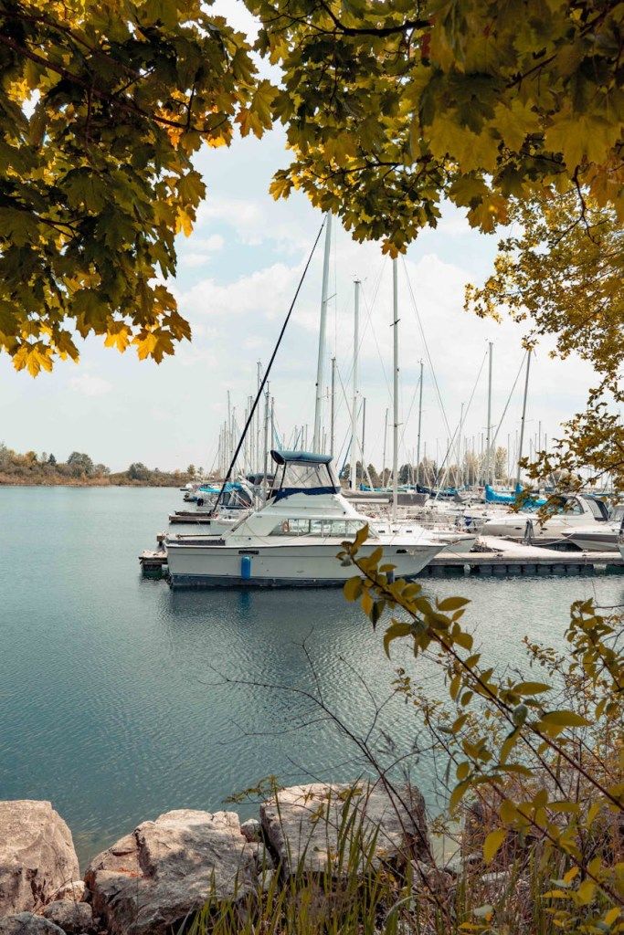 Sailboats moored in a marina framed by leafy branches
