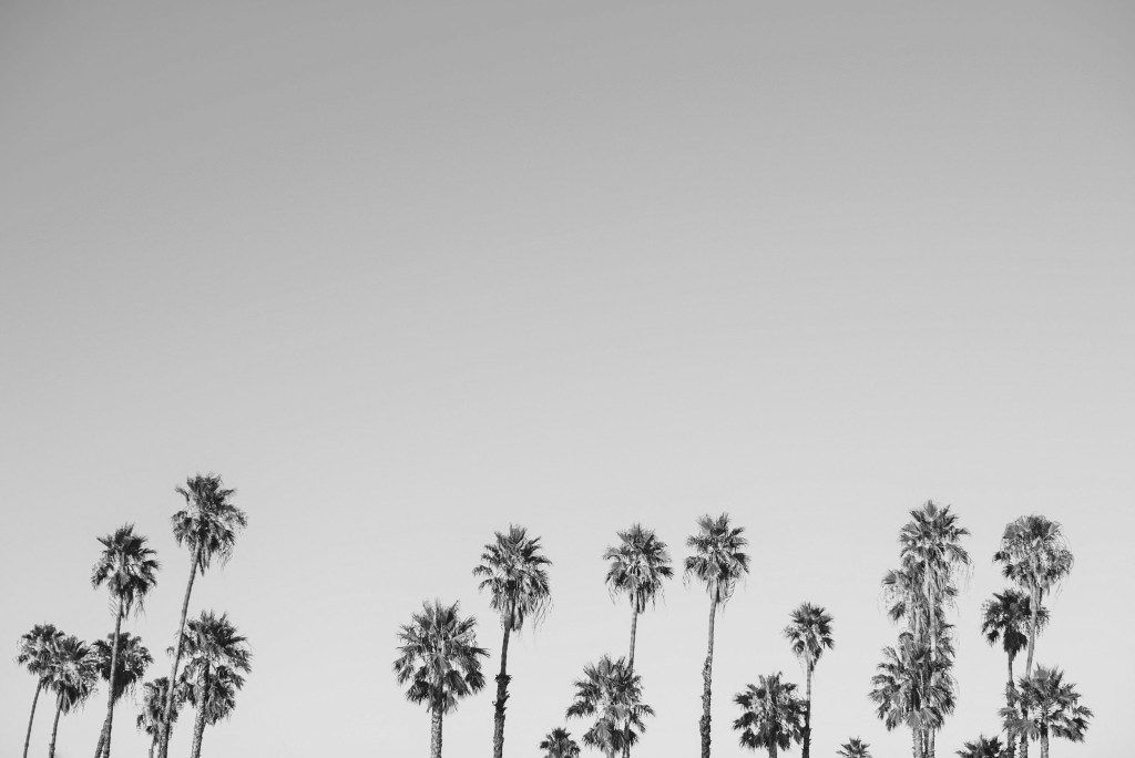 Tall palm trees silhouetted against a pale sky