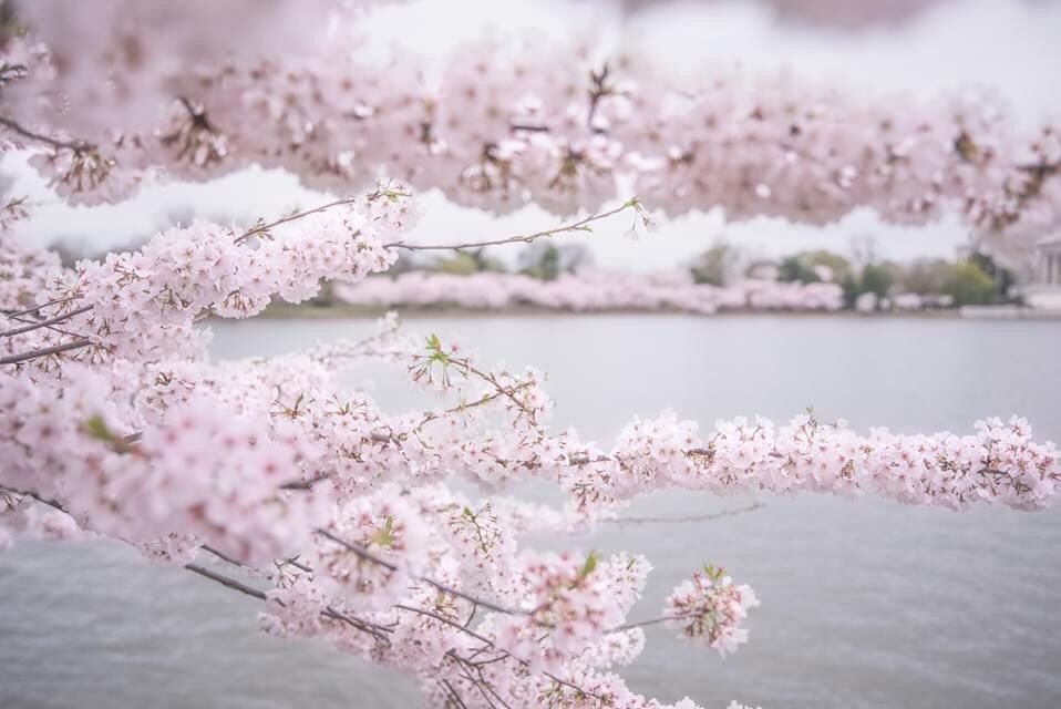 Pink flowering branches over calm water