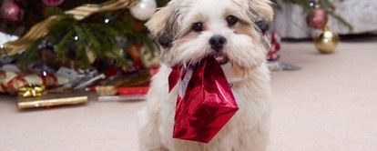 Small dog in a red bow tie near wrapped holiday gifts