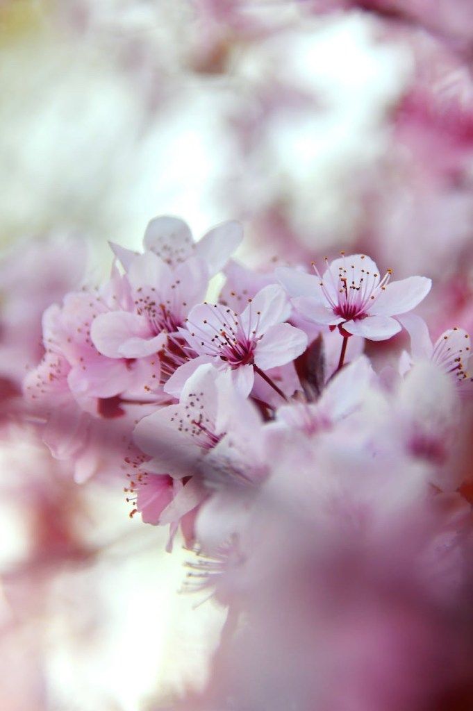 Close-up of soft pink flowering branches